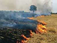 43,800 farm fires last year, but cold response from govt