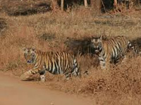 Stress takes a toll on tigers in Sariska