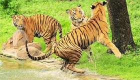 Global wild tiger population to be counted by 2016