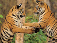 48 tigers in non-protected Chandrapur forest areas: survey