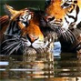 Supreme Court order on tiger conservation dated 29/08/2012