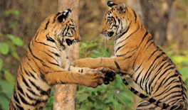 35 tigers die in three years, but cause of death not established