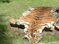 Illegal wildlife trade on quikr, olx, eBay, amazon: Government