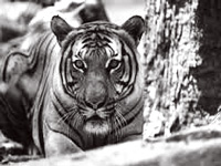Sariska tiger reserve leaps from `fair' to `good' grade