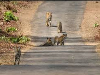 Activists worry about straying tigers in non-protected areas