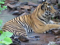 Confusion over tiger's presence at 14000 ft altitude at Kedarnath