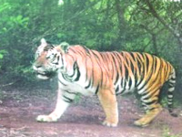 Odisha government faces criticism over dwindling tiger population