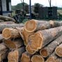 Supply determinants of timber trade in India