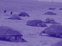 Carcasses of over 150 Olive Ridley turtles found