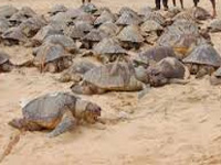 Gujarat releases 70,000 turtle hatchlings