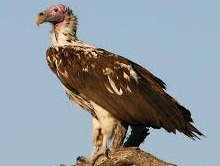 Endangered vulture species spotted at Kalatop sanctuary