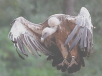 Ban on diclofenac, a lifeline for vultures