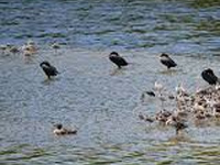 10 wetlands house 76% water birds in state’