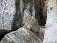 New species of pika found in Sikkim