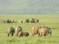 Greenpeace says govt stalling elephant reserve to aid mining